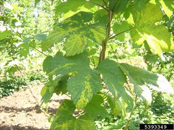 ویروئید کوتولگی رازک